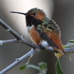 Hummer15.jpg
