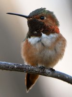 Hummer19.jpg