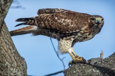 _DSC3452 low res.jpg