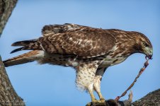 _DSC3444 low res.jpg