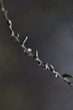 _ROY0467.jpg