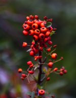 _ROY0468_01.jpg