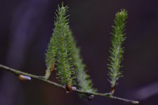 _ROY0471_02.jpg