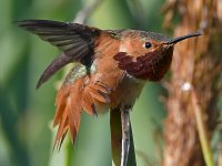 Hummer13.jpg