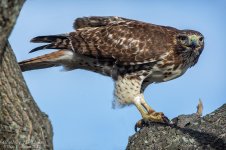 _DSC3452 remove branches low res.jpg