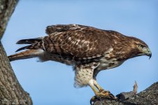 _DSC3465 remove branches low res.jpg