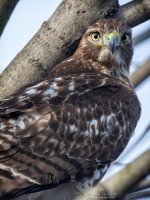 _DSC3484 low res.jpg