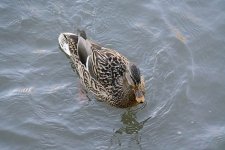 DSC_3461.jpg