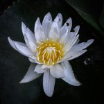 white-1.jpg