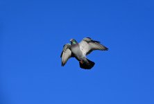 DSC_0930.jpg