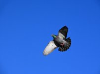 DSC_0934.jpg