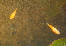 fish-7.jpg