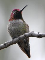Hummer4.jpg