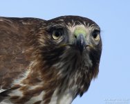 hawk eyelashes low res.jpg