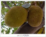 jackfruit-1.jpg