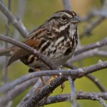 Sparrow4.jpg