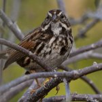 Sparrow5.jpg