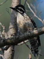 Woodpecker4.jpg