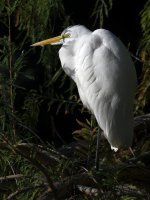 Egret.jpg