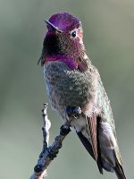 Hummer.jpg