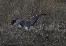 _ROY1051_01.jpg