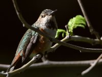 Hummer.jpg