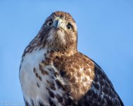 _DSC3611 low res.jpg