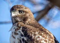 _DSC3638 low res.jpg