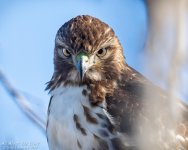 _DSC3603 low res.jpg