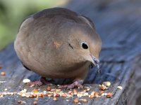 Dove3.jpg
