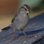 Sparrow.jpg