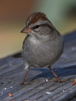 Sparrow3.jpg
