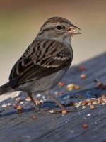 Sparrow6.jpg