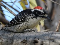Woodpecker10.jpg