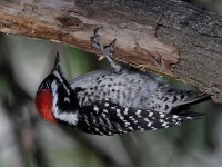Woodpecker13.jpg
