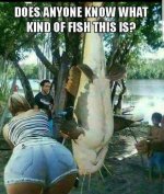 fish.jpg