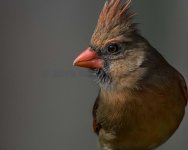 Backyard Cardinal Portrait-1.jpg