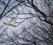 Hawk Taking Off resize (1 of 1).jpg