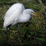 Egret3.jpg