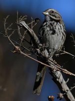 Sparrow5.jpg