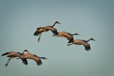 02-01-20-cr-_D7K1582-ON1.jpg