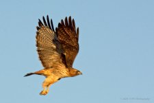 02-01-20-cr-_D7K1602-ON1.jpg