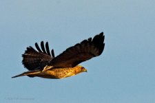02-01-20-cr-_D7K1604-ON1.jpg