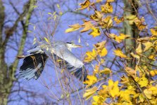 DSC_0782.jpg