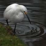 Egret5.jpg