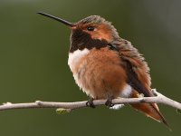 Hummer9.jpg