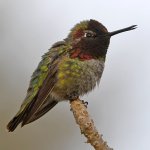 Hummer10.jpg