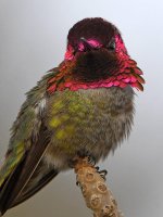 Hummer17.jpg