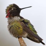 Hummer23.jpg
