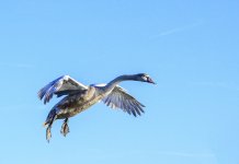 DSC_0951.jpg